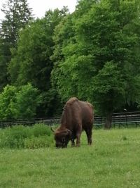 14. Żubr w Rezerwacie Pokazowym Żubrów w Białowieży