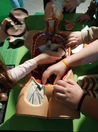 5 uczniowie układają narządy na modelu organizmu człowieka