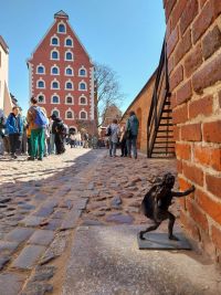 11 aniołek toruński